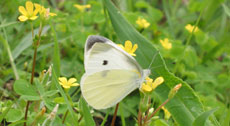 Picture of adult butterfly