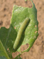 Picture of larval butterfly